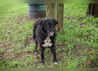 Solon: Tapferer Hundeopa