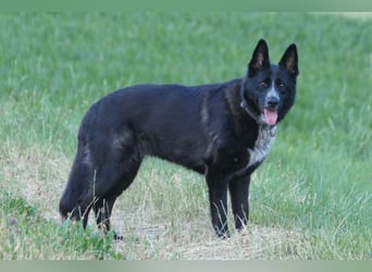 Kelly auf Pflegestelle in 88273 Fronreute sucht ihr Zuhause