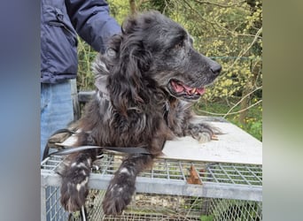Blue - ruhiger, freundlicher Traumsetter