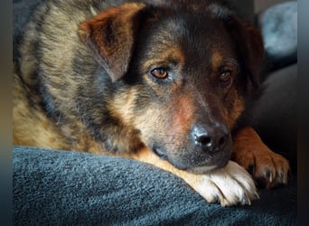 Ulani sucht ein neues Zuhause