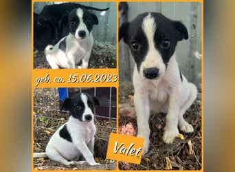 Valet, 1j, 10m altes Mädchen,  SH ca. mittelgroß, freundlich, verspielt, aktiv, sozial