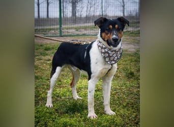 Bark - liebt die Menschen