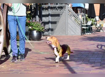 Der zauberhafte Vasko, ein reinrassige Basset Artesien Normand sucht ein neues Zuhause. Eine seltene
