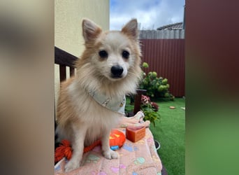 Alf SR – Freundlicher Spitz-Rüde sucht liebevolles Zuhause