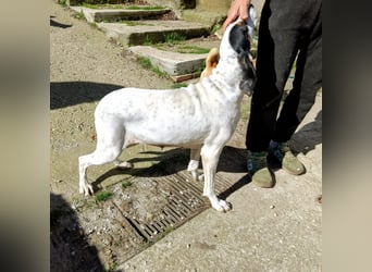 Alice - grosse Kämpferin und Sonnenschein - mit Alice gewinnt ihr eine Freundin fürs Leben