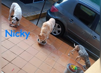 Nicky 01/2019 (ESP Pflegestelle) - braver, ausgeglichener und unglaublich lieber Bodeguero-Mix!
