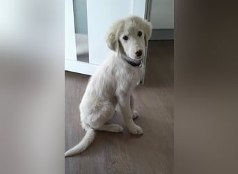 Rufus sucht wundervolles Zuhause für immer!