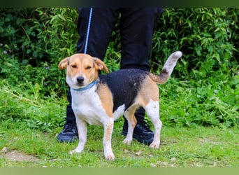 Yuna, Mix Beagle / Jack Russel Terrier, lieb und verträglich