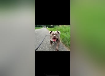 Exotic Bully Bulldog OEB Welpen Bulldogge