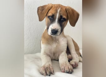 Juno, geb. 03/2025, lebt in GRIECHENLAND, im städt. Tierheim Serres