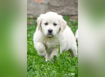 Goldenretriever Welpen