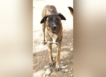 Daria, geb. ca. 12/2022, lebt in GRIECHENLAND, im städt. Tierheim Serres