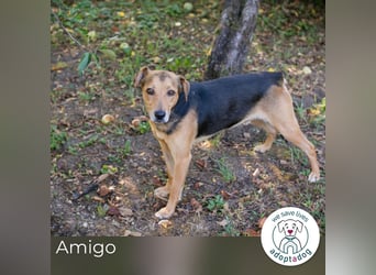 Amigo: Liebevolles Kämpferherz