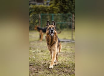 Tina: Traumhund sucht Traumzuhause