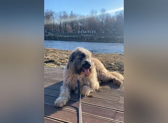 Tolle Bonnie möchte eine liebe Familie
