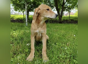 Linja eine elegante kleine Dame