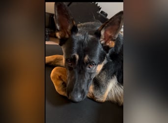 Lieber Schäferhund Rüde
