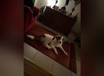 Notfall Lissy sucht Zuhause oder Pflegestelle