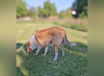 Lang- und Kurzhaar- Collie- Welpen