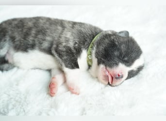 Akita Inu Welpen | A-Wurf | Japan Akita | Ahnentafel | VDH 