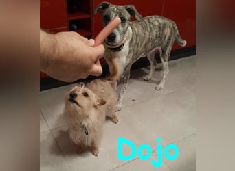 Dojo geb. 04/2023 (ESP) - menschenbezogener, kleiner Yorkshire Terrier-Mix!