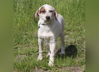 Lilli - Familie mit Herz gesucht