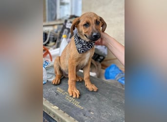 KIMO - möchte ins Hundeglück starten!