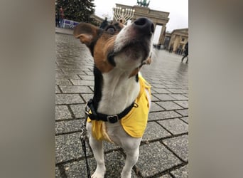 Reinrassiger Jack Russell Terrier
