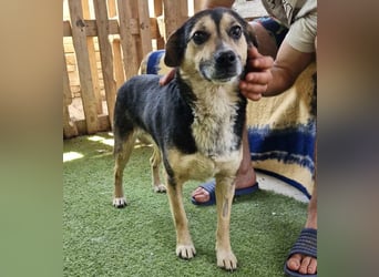 Muffin möchte aus dem Shelter geholt werden