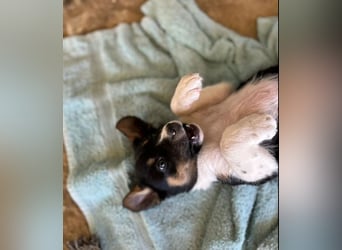 Nelly, auf der Suche nach einem tollen Zuhause!