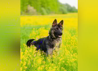 Ein schöner Schäferhund Mischling *Balou* wartet auf sein neues zuhause