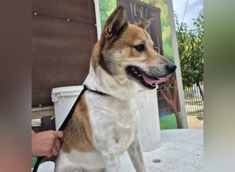 Iuko - lebensfroher Hundejunge sucht Körbchen. bei liebevollen Menschen