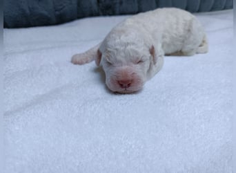 Welpen Lagotto Romagnolo