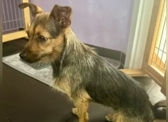 Bezaubernde GILDA-lustig,zuckersüß,voller Lebensfreude,lieb, neugierig sucht ihr "Für-immer-Zuhause"