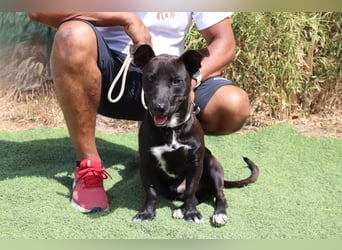 Cisco, Terrier-Mix, lieb und sozial