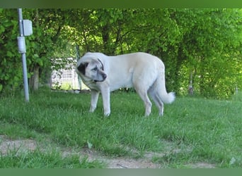 Pascha sucht ein neues Zuhause