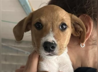 Hundekind JOCA sucht Familie mit Herz