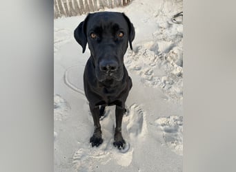 Wurf Cane Corso/Flat & Broholmer