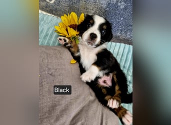 Australian Shepherd Welpen