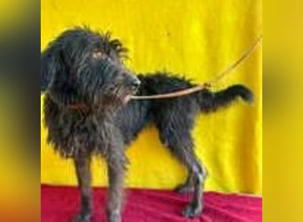 Maya, Schnauzer-Mix, Hündin, geb. 14.10.2020, ca. 42 cm, ca. 12 kg