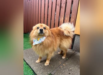 Charlie SR - Süßer Schatz sucht liebevolles Zuhause!