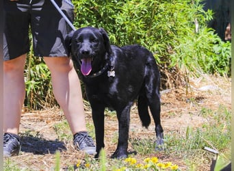 Champ, Labrador-Mix, lieb und sozial