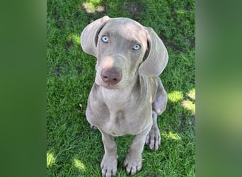 Weimaraner-Mix Welpen aus liebevoller Verpaarung – 12 kleine Wunder suchen ihr Zuhause