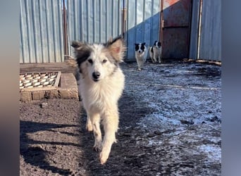 Aimee, RESERVIERT Husky-Collie Mix Lady ,  verjagt und sich selbst überlassen