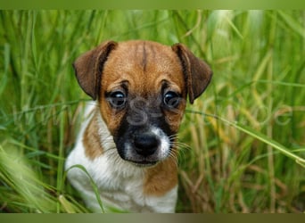 Jack Russell Terrier Welpe (Rüde) abzugeben!