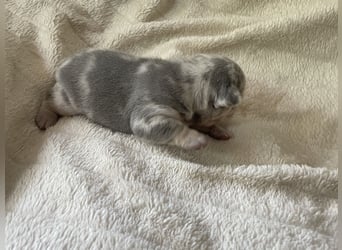 Süsse Französische Bulldoggenbabies sind da! Abgabe ca. Anf. Juli