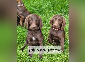 Welpen Labradoodle F1 Braun Könispudel x Labrador