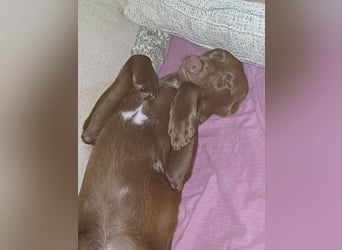Chocolate