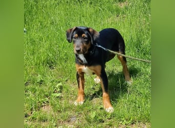 Charly - Körbchen auf Lebenszeit gesucht