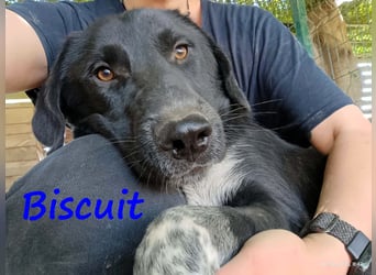 Biscuit geb. 08/2024 (GRC) - verspielter und verschmuster, ausgeglichener Junghund!